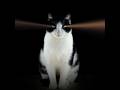 The cats are psychic! #cat #catvideos #edgarcayce #psychicenergy #youtubeshorts #shorts