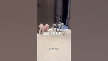 AI 机器狗遛小狗 🐶｜未来家庭助手的趣味日常 #AI #机器人 #百科密码 #robotics #funny