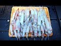 Catch and Cook SQUID (JIGGING for Squid!!)