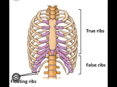 Structure Of The Rib Cage/How Many Ribs In Human Body/What Is The ...