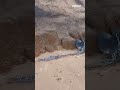 Sad moment fur seal seen with fishing net wrapped around its neck | Yahoo News Australia