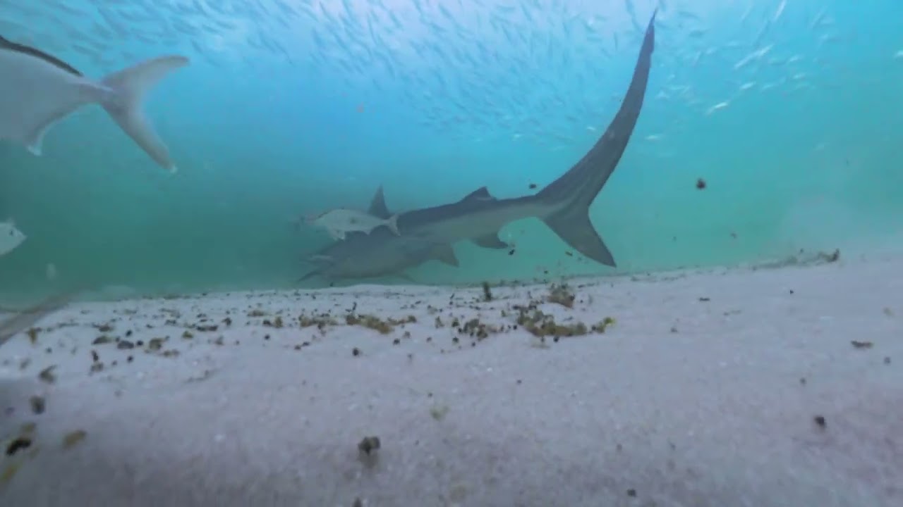 Tiger Shark Takes My Camera!