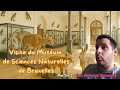 Visite Du Muséum De Sciences Naturelles De Bruxelles Partie 2 3 Les Animaux Sauvages Visite Du Muséum De Sciences Naturelles De Bruxelles Partie 2 3 Les Animaux Sauvages