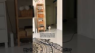 Download Lagu My cat’s reaction to his cat sitter #mauriandcucumbers #cats MP3 Download Lagu My cat’s reaction to his cat sitter #mauriandcucumbers #cats MP3