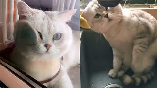 💕Cute And Funny Cats Videos Compilation 😺Best Moment of the Cutest Animals 2020 # 1 -CuteAnimalShare by CuteAnimalShare 879 views 3 years ago 5 minutes, 57 seconds