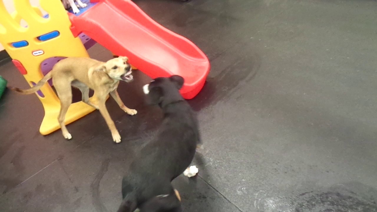 The Barking Lot 6/26/17 MAH02393 YouTube