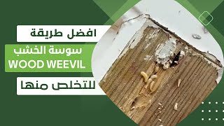 التخلص من حشرة سوسة الخشب _ Wood weevil control