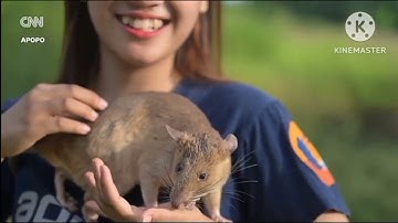 Rat