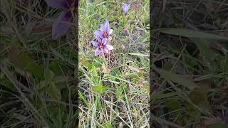 Шафран в Україні #flowers #safron #nature #приправа #garden #шафран