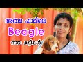 അരുമ ഫാമിലെ ബീഗിൾ [ECO OWN MEDIA] Beagle puppys