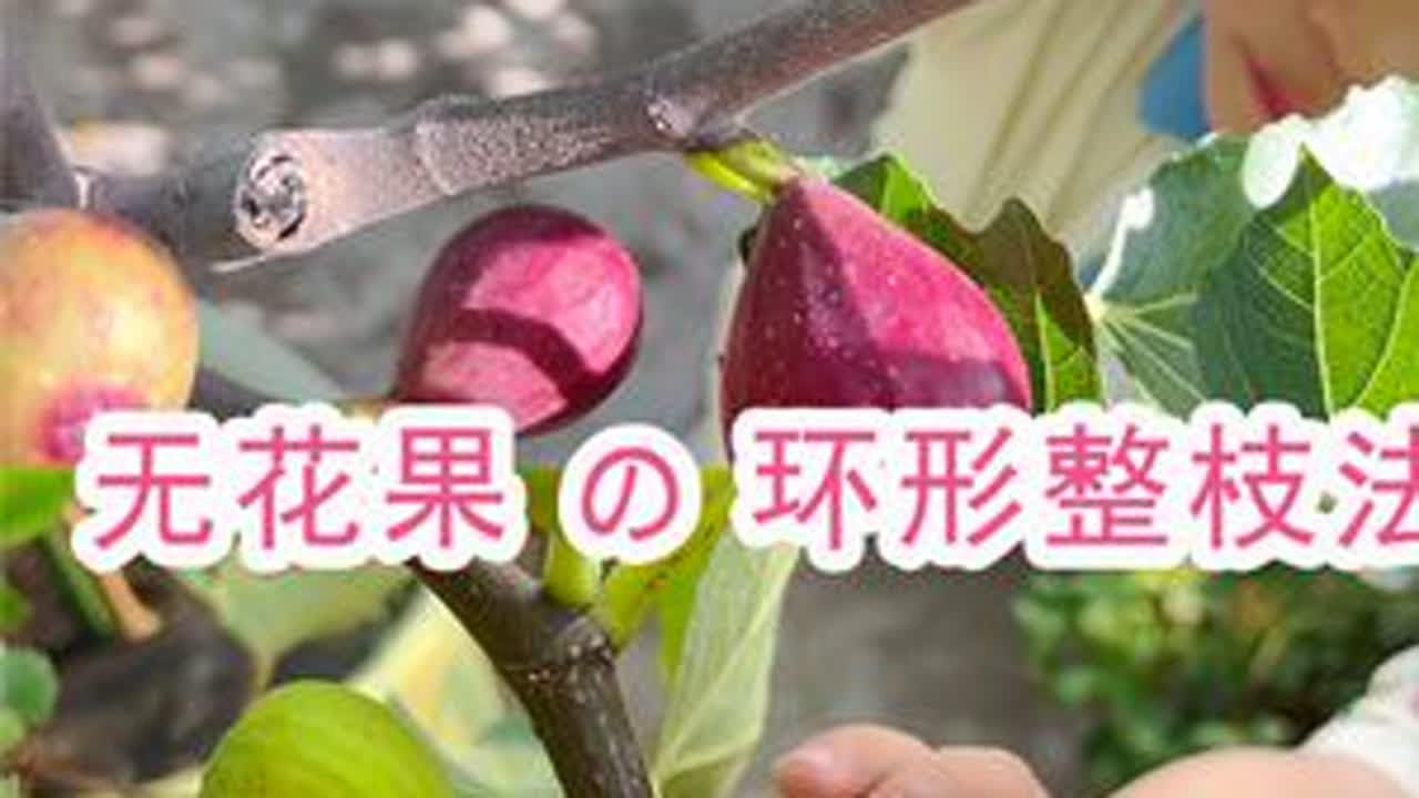 无花果修剪大揭秘：手把手教你从0开始打造丰产树型，开满果实！     #盆栽无花果如何修剪才结果多