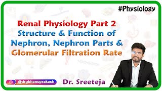 Renal Physiology Part 2: Structure & function of Nephron, Nephron parts & Glomerular filtration rate