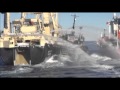On Scene: Whale Hunters Clash With Activists at Sea