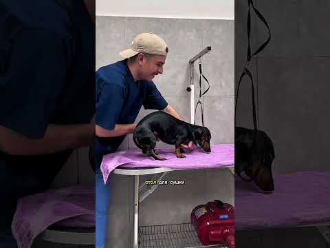 ТАКСУ БИЛЛИ ПРИВЕЛИ В ГРУМИНГ-САЛОН #собаки #груминг #dogs #grooming #georgia #тбилиси #такса #vlog
