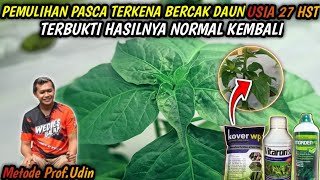 AGE 27 HST - PROVEN TO COMPLETELY OVERCOME LEAF SPOT, RECOVER WITH VITARON SL || CHILI METHOD BY ...