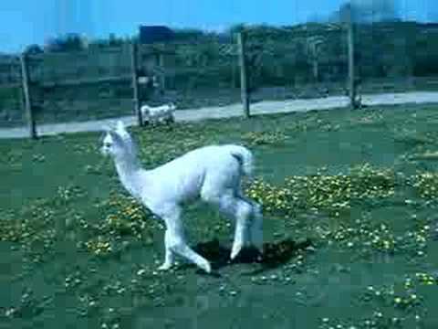 Baby alpaca chases dog