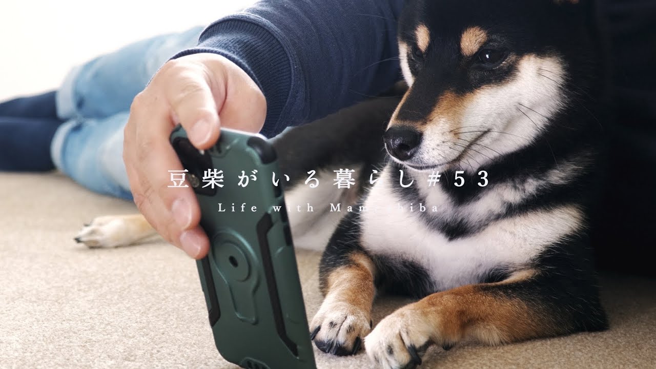 Super Attached Shiba Inu Doesn T Want To Leave My Side Life With Mameshiba Youtube