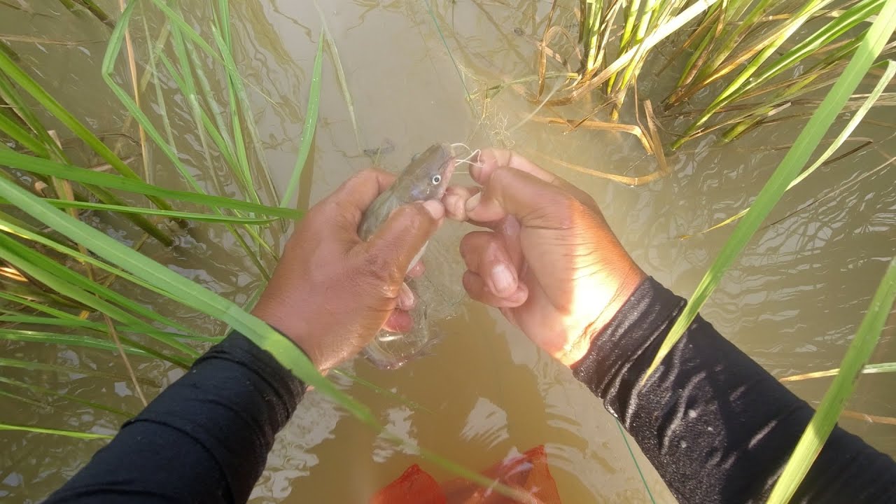 Village Life - Daily Living Of Cambodia Farmer Fishing For Daily Live