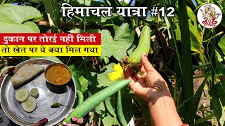 HP #12 ||  तोरई की सब्जी | तोरई का खेत | Torai Ki Sabji | Nok Jhok Kitchen