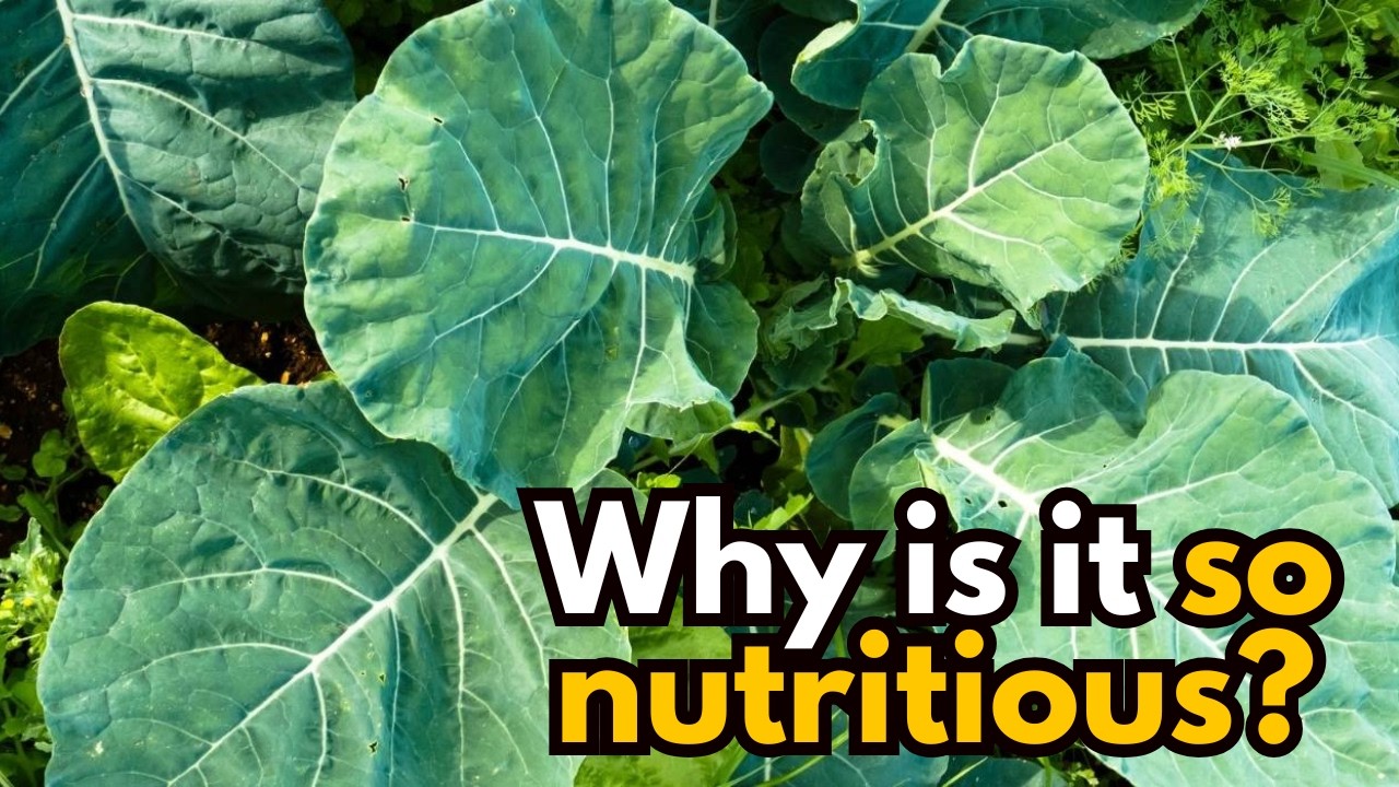 Why Is Kale Considered The Most Nutritious Food In The World?