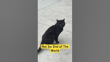 Thumbnail of Please Don’t Cry 😿 Black Panther: It’s Not The End Of The World 🌎 #cute #cat #oldies 👍Subscribe