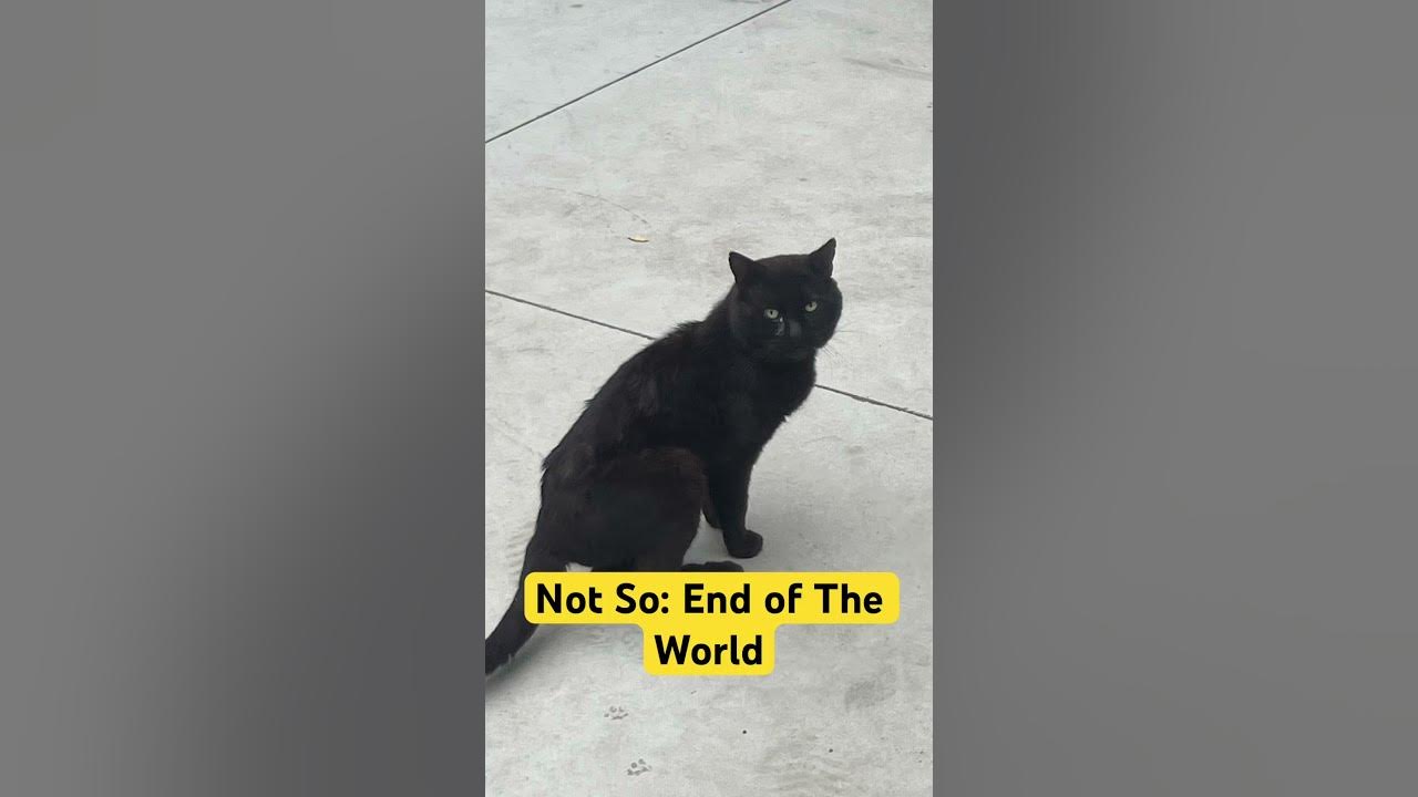 Please Don’t Cry 😿 Black Panther: It’s Not The End Of The World 🌎 #cute #cat #oldies 👍Subscribe