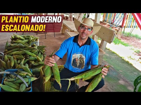 Como fazer o CULTIVO moderno do MILHO verde ESCALONADO, colhe o tempo todo.