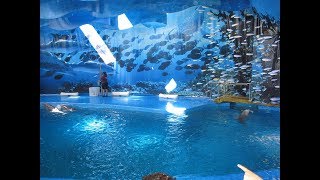 ... barcelona zoo is a in the parc de la ciutadella barcelona,
catalonia, spain. used to be i...