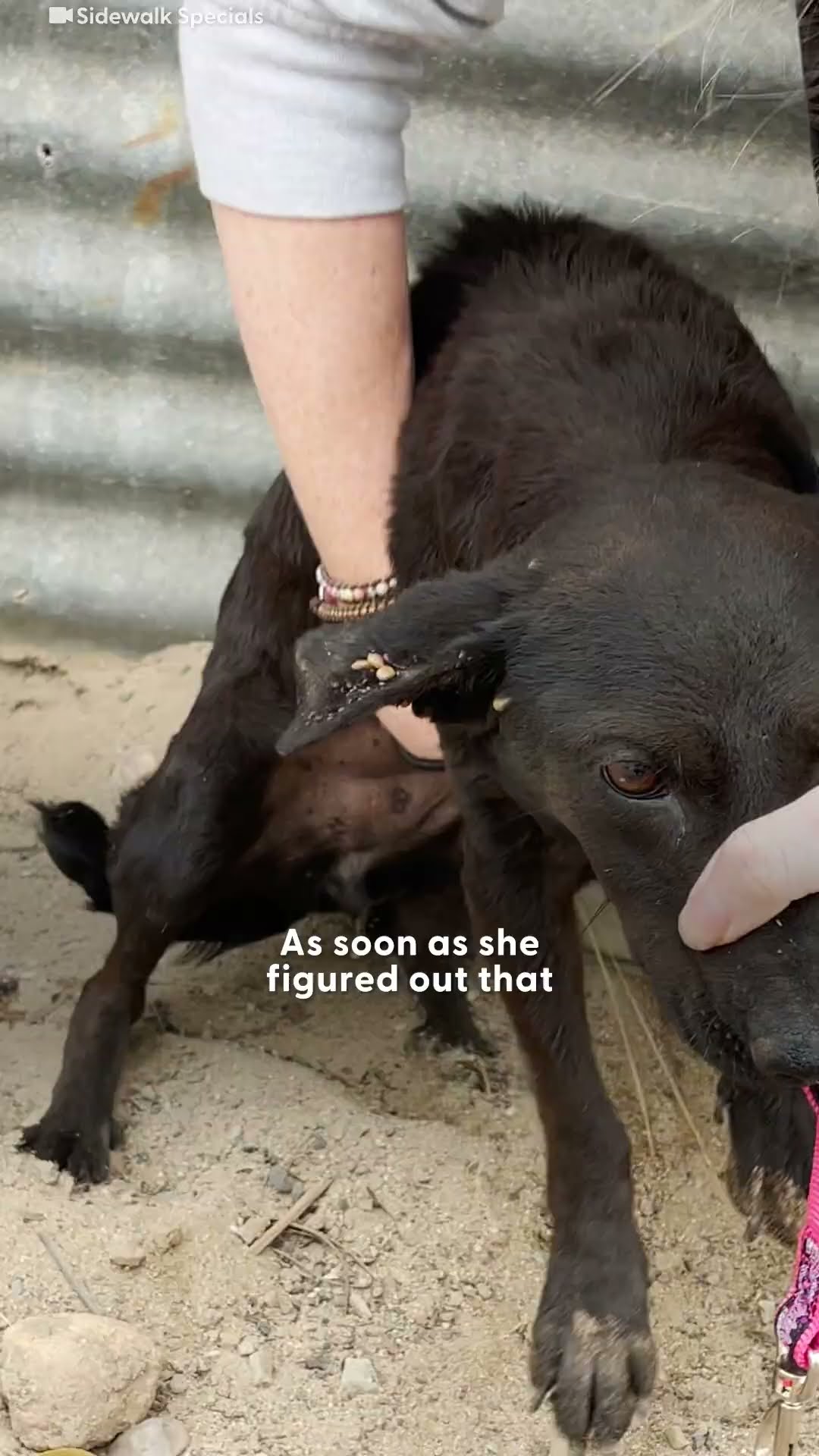 Senior Dog Who Was Left Behind Gets All The Toys She Wants | The Dodo
