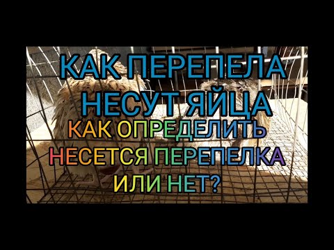 КАК ПЕРЕПЕЛА НЕСУТ ЯЙЦА.КАК ОПРЕДЕЛИТЬ НЕСЕТСЯ ПЕРЕПЕЛКА ИЛИ НЕТ?