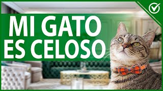 Mi Gato es Celoso: Cómo Hacer Para que no Tenga Celos de Otro Gato o Persona