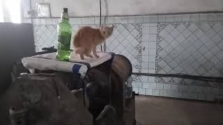 Кошка помощник на производстве сварочных электродов