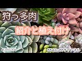 【多肉植物】狩っ多肉の紹介と植え付け #210204