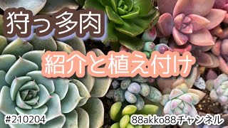 【多肉植物】狩っ多肉の紹介と植え付け #210204