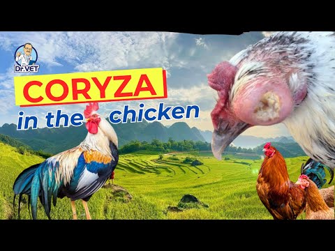 Coryza In Chickens | Dr.Vet Global