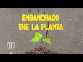 ENGANCHADO | THE LA PLANTA 2021 💣