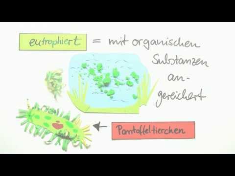 Video: Wie viele Paramecium-Arten gibt es?