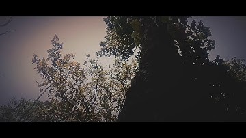 Green leaves cinematic video - Mr. Cinematic