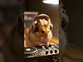DJ Hamster in the House! Epic Beats &amp; Cute Vibes 🐹🎧 #NovaStream #beatbash #djproducer #djs #technodj
