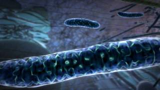 Powering The Cell Mitochondria Animation