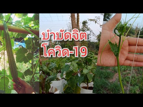 การปลูกบวบเหลี่ยมในกระถางหรือถุงปลูก ปรุงดิน ทำค้างบวบ EP.1