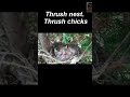 Funny video.  Thrush nest. Thrush chicks #short #shorts #funny