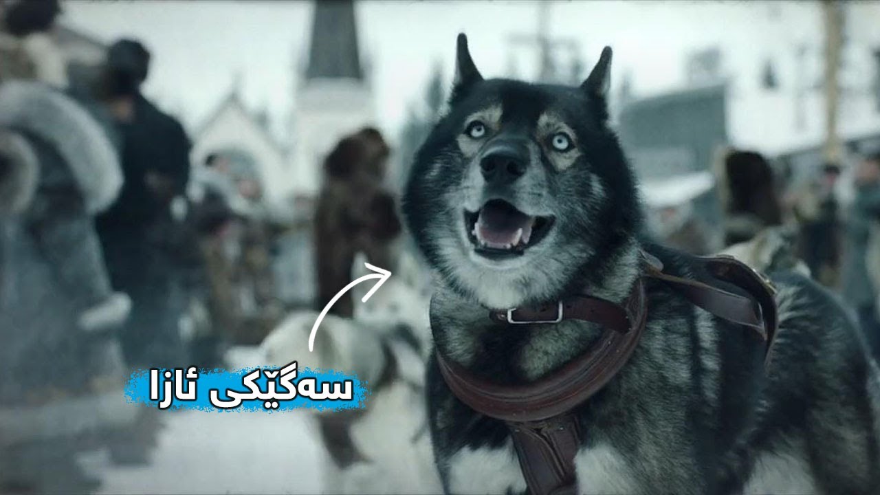 Реальная история: собака спасает детей в своем городе от смерти, когда в Того распространяется см...