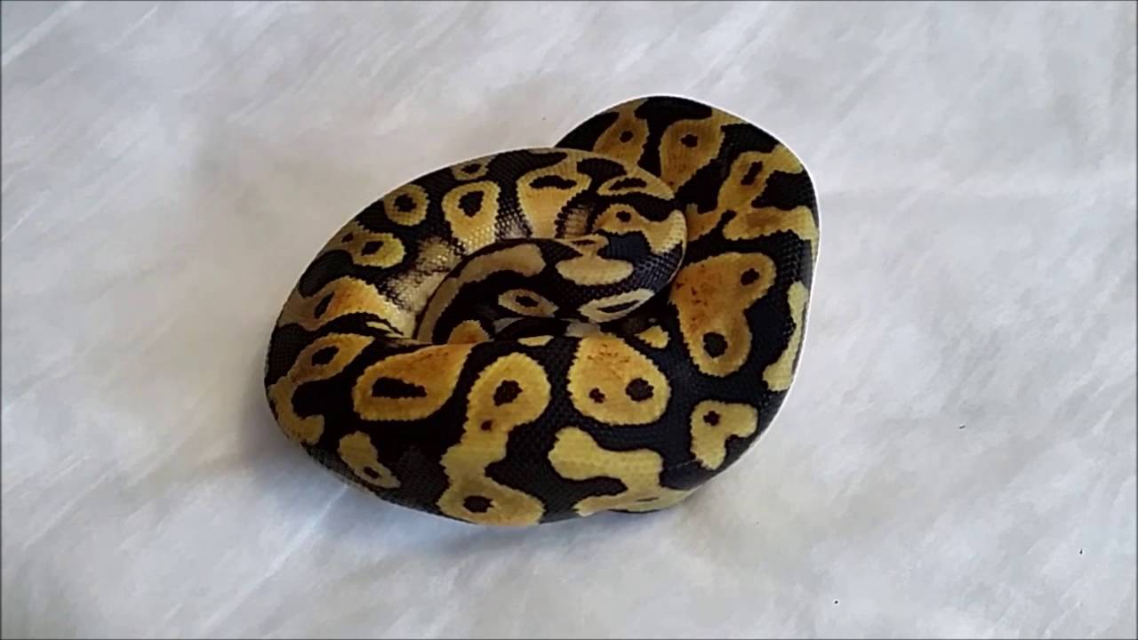 ball python breeders in ohio Stunning Pastel
