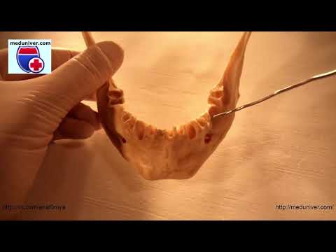 Anatomy of the lower jaw (mandible) - meduniver.com