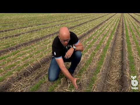 Video: Voortplanting Van Struike Deur Wortels En Liggies