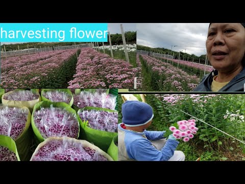 Video: Paano Mapalago Ang Isang Chrysanthemum Mula Sa Isang Palumpon Sa Bahay