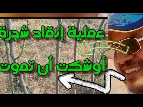 فيديو: كيف تنقذ الشجرة
