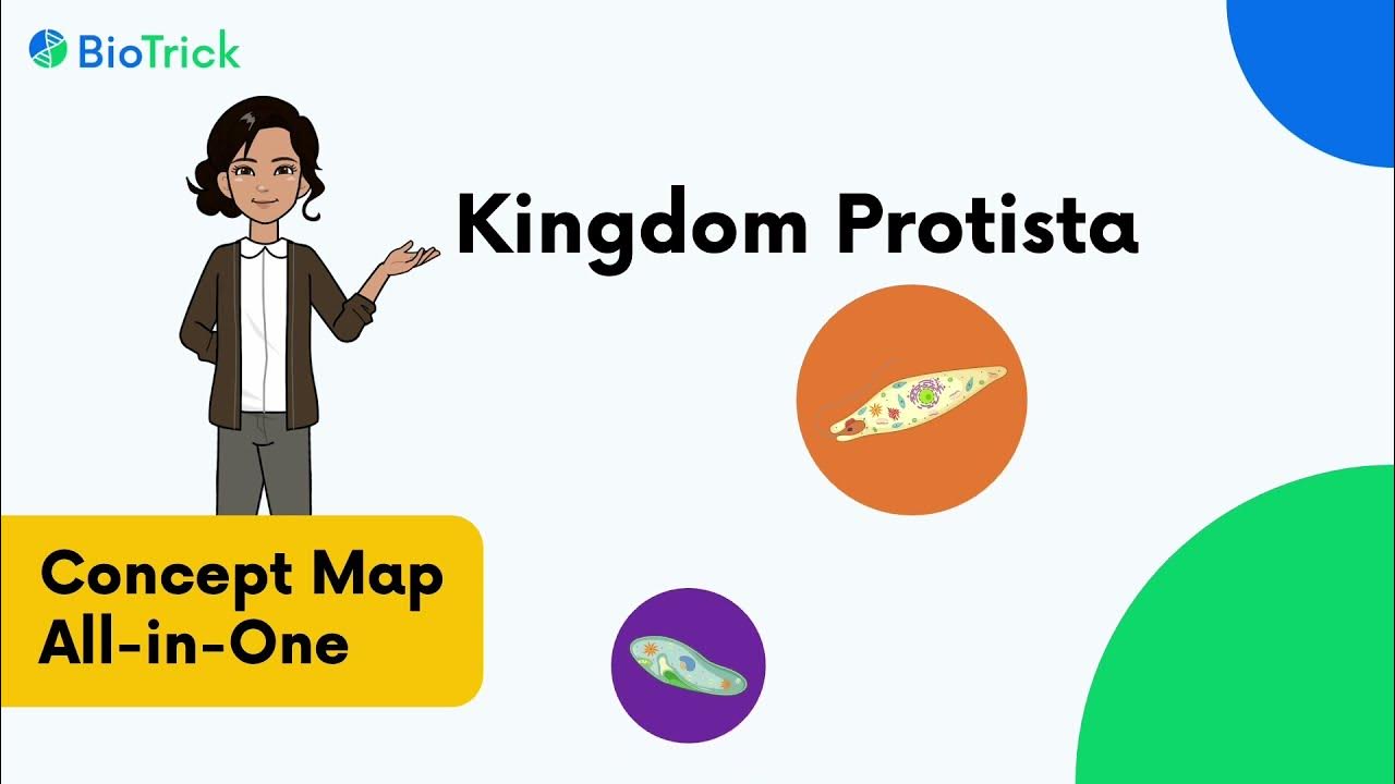 Kingdom Protista Mind Map AllinOne Class 11th Biological
