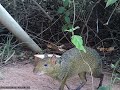 Cutia (Dasyprocta azarae) passeando em frente a câmera!!